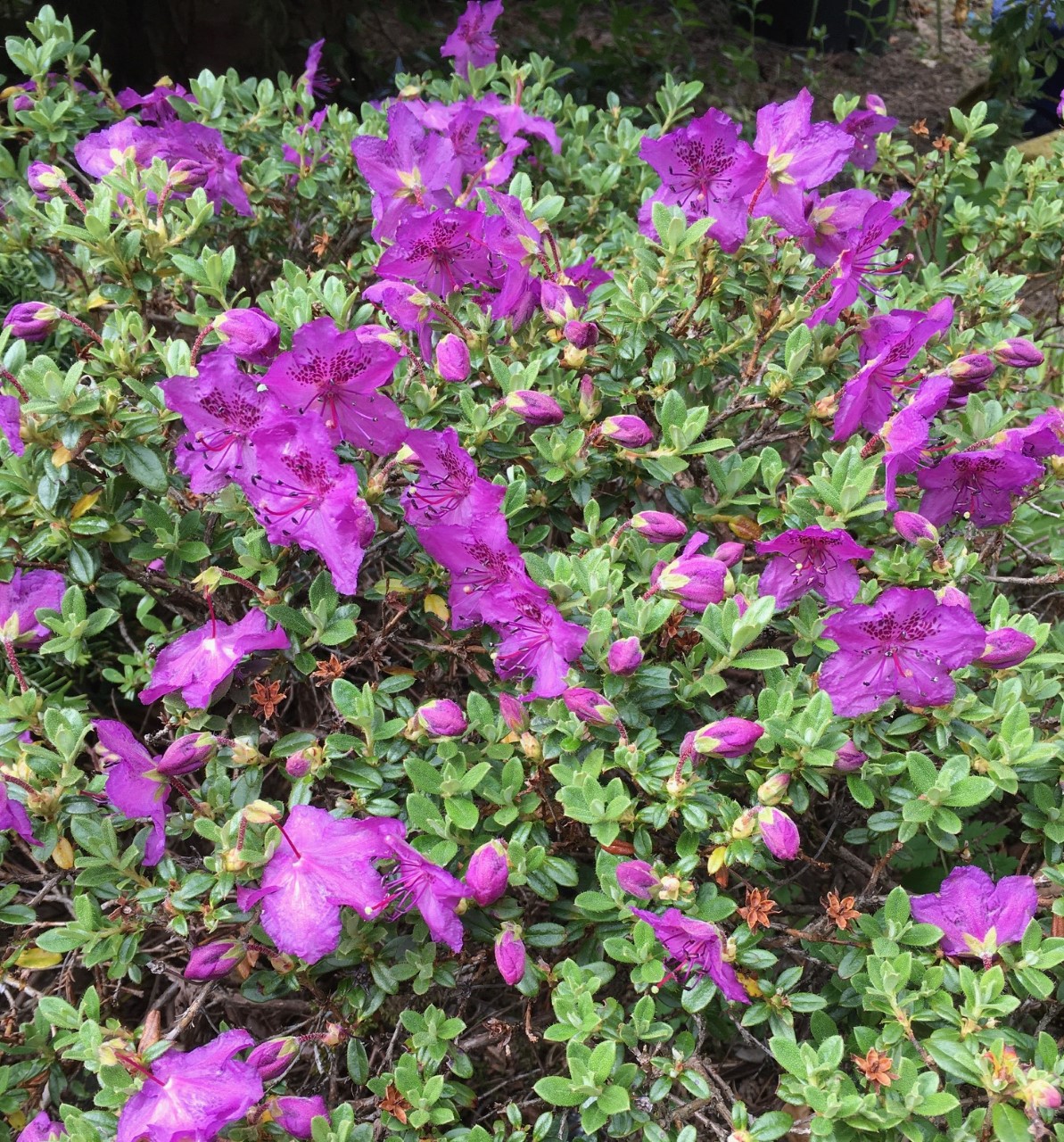 R. calostrotum ssp. keleticum AGM